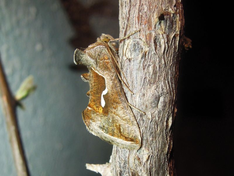 Macdunnoughia confusa (Noctuidae - Plusiinae)